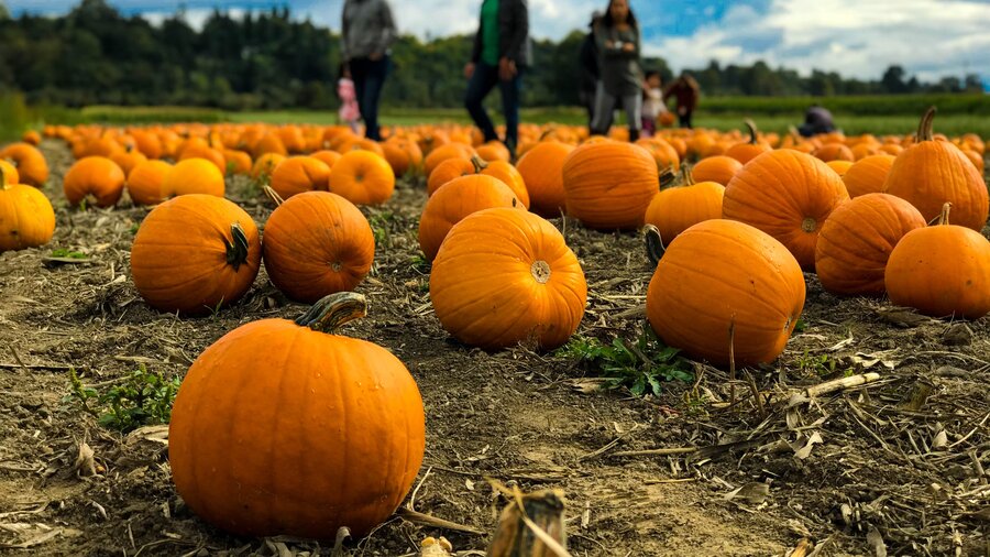 Halloween in East Lothian