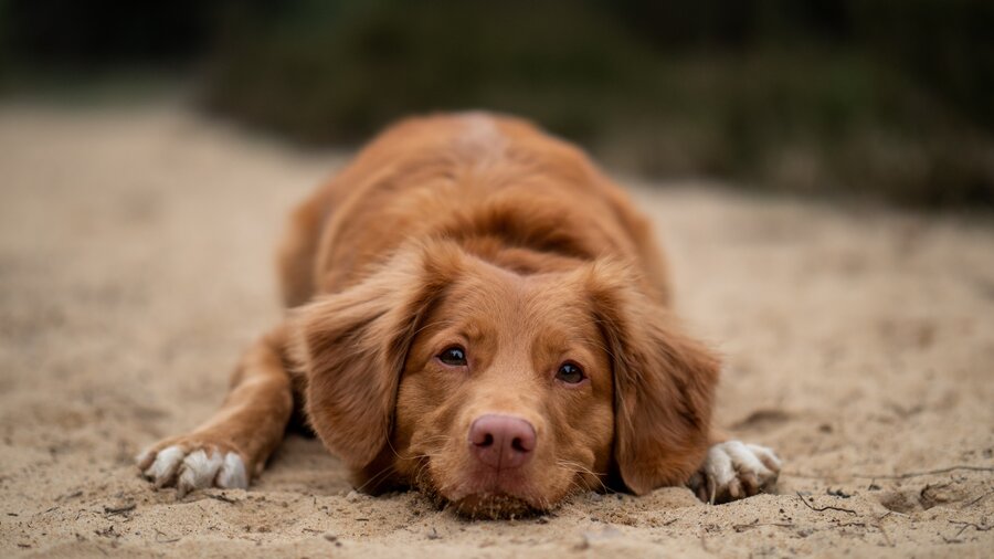 Brown dog on a dog walk in East Lothian - Brown dog lying in the sand. (© Jamie Street on Unsplash)