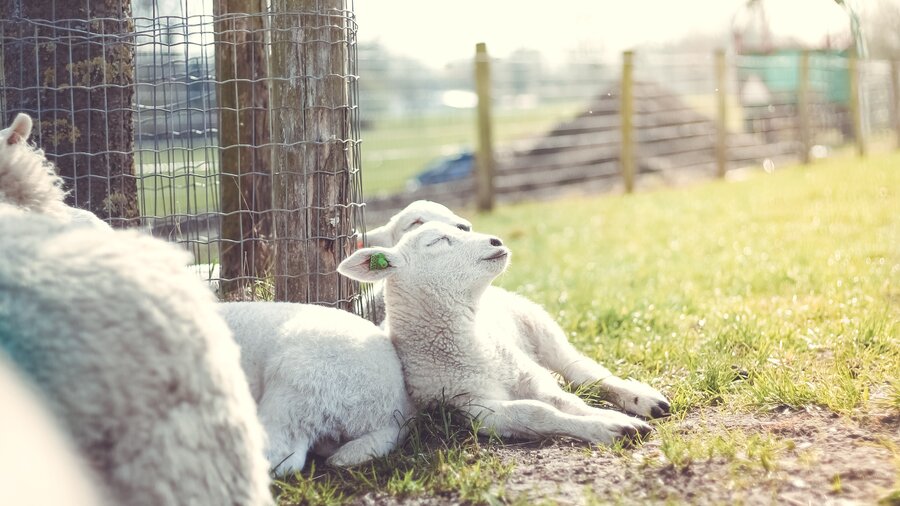 Young lambs on a farm (© Erik-Jan Leusink on Unsplash)