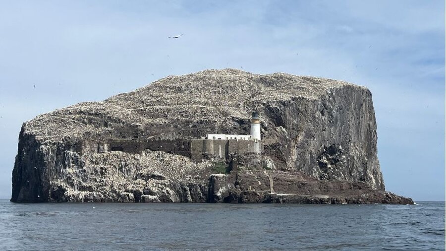 Visit Bass Rock in North Berwick